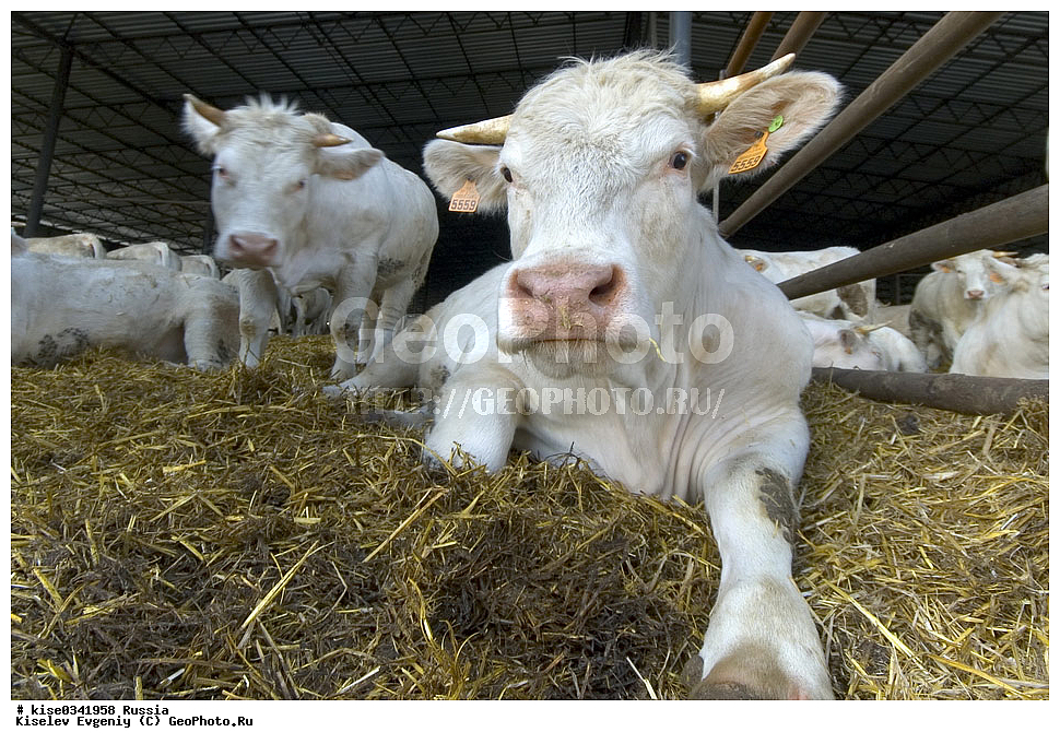  �� ����� �������� �������� �����, ������, ������������� ����, ���������, �����, �������� ���������, ��������������, �����, ������� ������� ����, ������������ ����������, ������, ��������, ��������,����, ������, ���������, ����, �����, ���������, , ��������, ��������, �������������, �������������, �����, �����, XYZ, ���������, Bovidae, ������, ���, ���, Bos taurus taurus, ��������, ��������, �������������, �������������, �����, �����, XYZ, ���������, Bovidae, ������, ���, ���, Bos taurus taurus