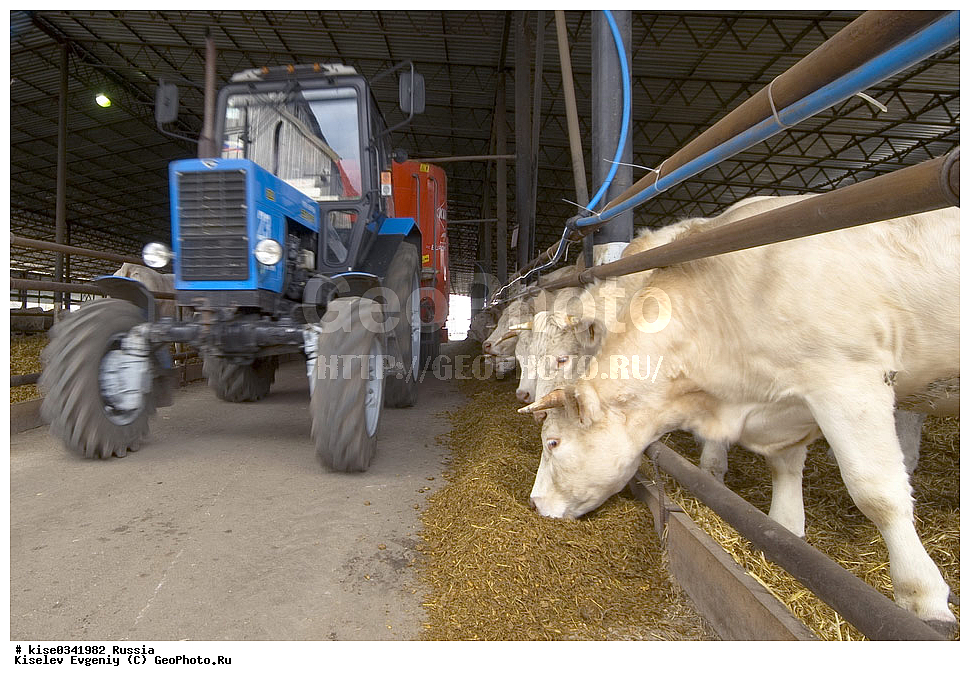  �� ����� �������� �������� �����, ������, ������������� ����, ���������, �����, �������� ���������, ��������������, �����, ������� ������� ����, ������������ ����������, ������, ��������, ��������, ����, ���������������� �������, �����, ���������, �����������, �������, ��������������,, ��������, ��������, �������������, �������������, �����, �����, XYZ, ���������, Bovidae, ������, ���, ���, Bos taurus taurus, ��������, ��������, �������������, �������������, �����, �����, XYZ, ���������, Bovidae, ������, ���, ���, Bos taurus taurus