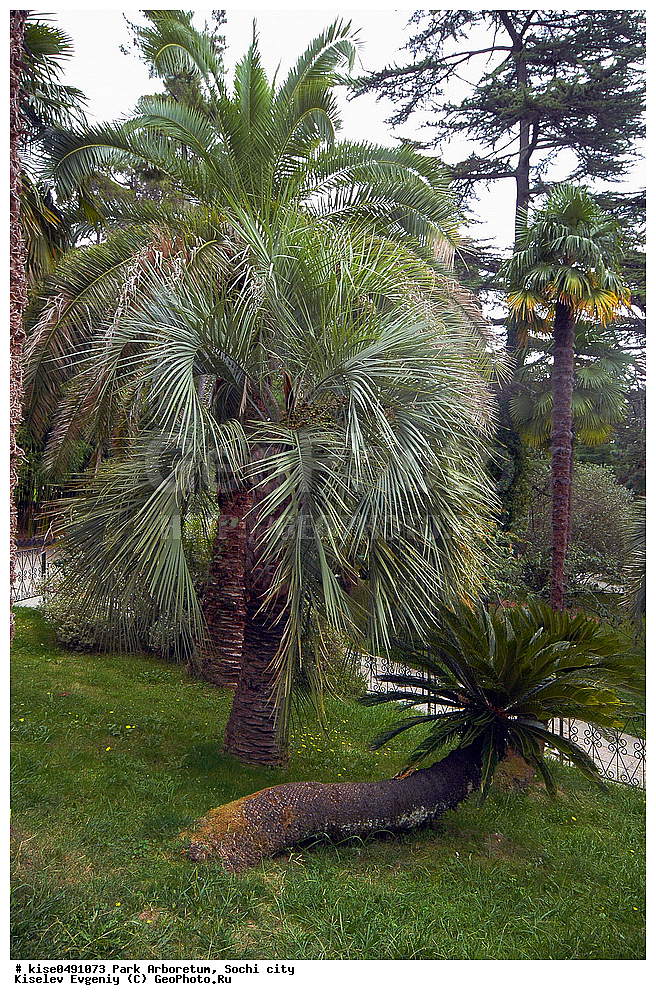  ���, ���������, ������, ����, �������, ��������������, ����, ����� ��������, ������, ������������� ����, �����, ������, ������