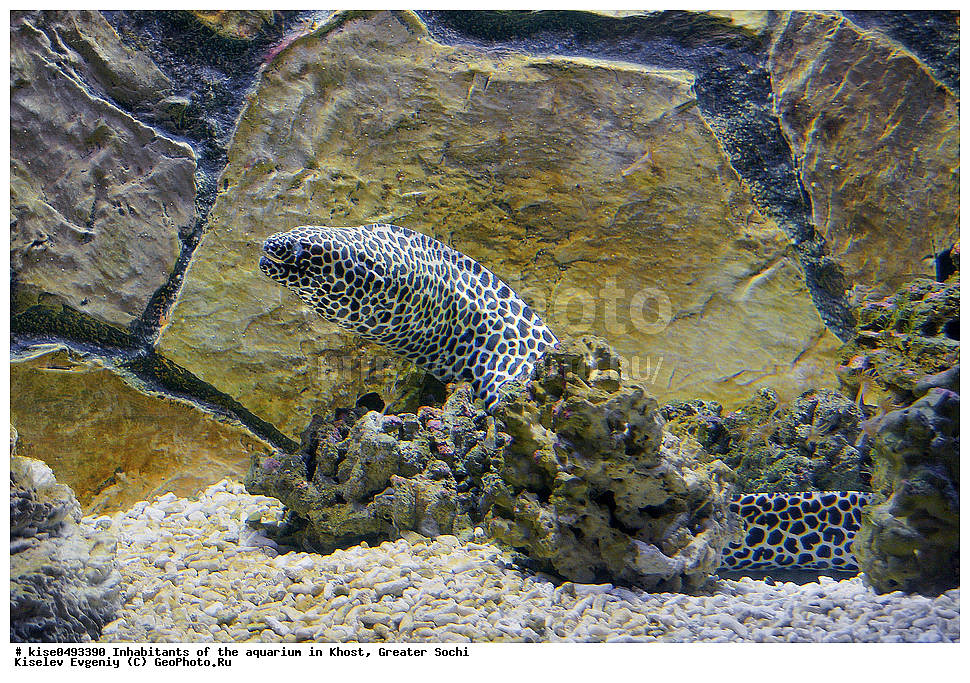 ���������, ��������, �����, ����, ����������, �������, ������, ������������� ����, ����, ������ ��������, ����, ������, ��������,