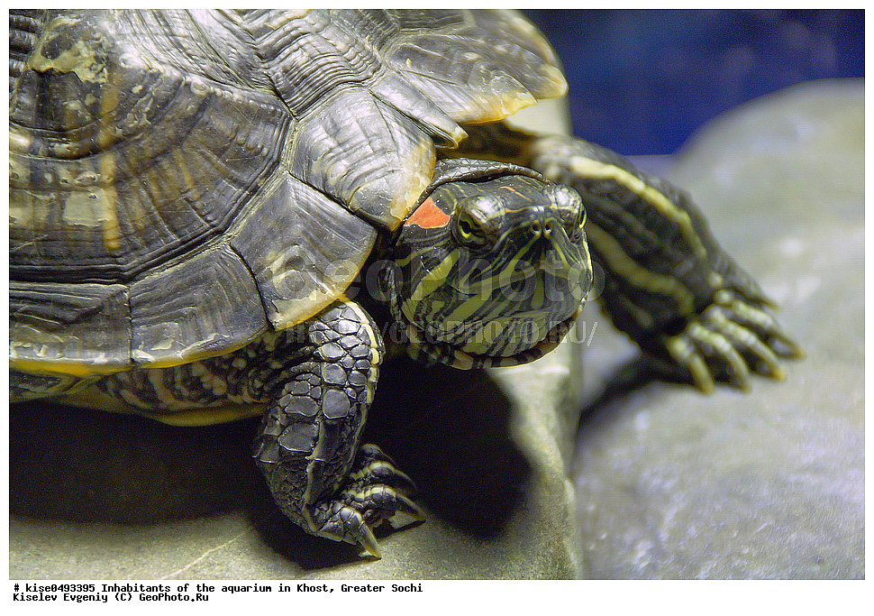 Обитатели, аквариум, Хоста, Сочи, Росия, Краснодарский край, Сочи, город, курорт, Хоста, микрорайон, поселок, аквариум, обитатель, черепаха, , ��������, ��������, ��������������, ��������������, ��������, ��������, ��������, ��������, XYZ, ������������ ������������ ��������, Emydidae, ���������� ��������, ����������� ��������, Trachemys scripta