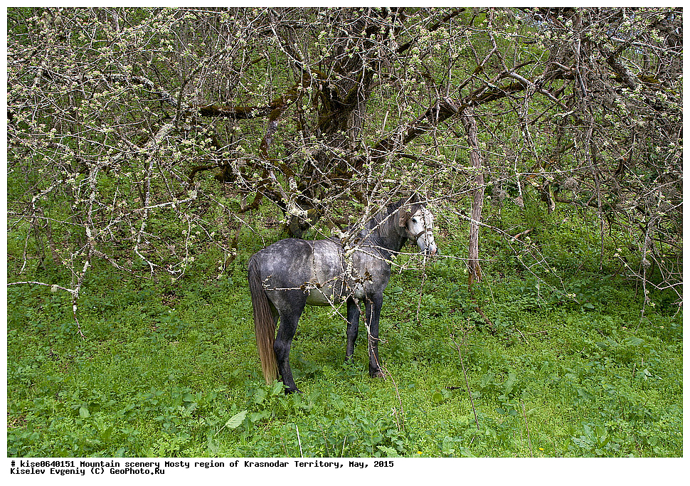 ����, ������, ���������� �����, ������������� ����, ���, 2015, ������, ���������, ������, ������, �����, �����, ��������, ������, ��������, ��������, �����, �����, ��������, ��������, �������������, �������������, �����, �����, XYZ, ���������, Equidae, �������� ������, Equus ferus caballus