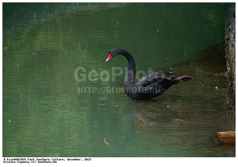 ����, ����� ��������, �������, ����, ����������� �����, ����, ������, 2015 ���, ��������, ��������, ��������, �����������, �����������������, ������������� �����, ������������� �����, XYZ, ������, Anatidae, ׸���� ������, ������ ������, Cygnus atratus