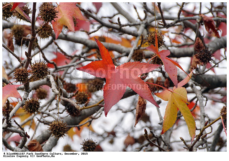 ����, ����� ��������, �������, ����, ����������� �����, ����, ������, 2015 ���, �����, ������, ��������� ������������ ����, �������, �����, ������, ����, ����, �������, ��������, 