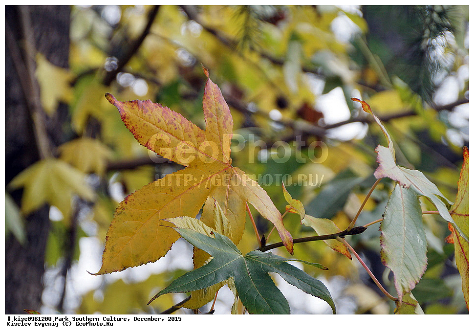 ����, ����� ��������, �������, ����, ����������� �����, ����, ������, 2015 ���, �����, ������, ��������� ������������ ����, �������, �����, ������, ����, ����, �������, ��������, 