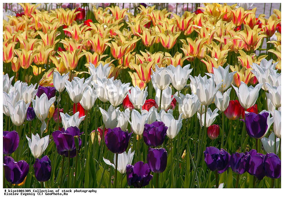 ���������, ��������, ����������, ������, ������������� ����, ���������, �����, �����, ������, �������, ������, �����, �������, ��������, �����������, �����������, ������