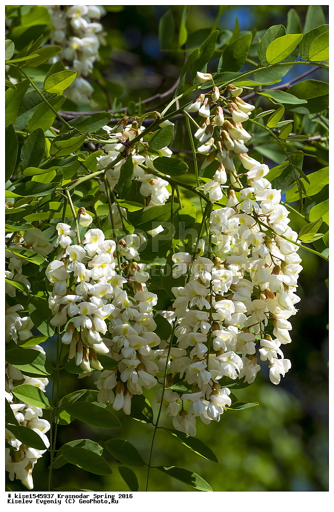 ���������, �����, 2016, ������������� ����, ������, ������, �������, �����, �����, ��������, ������, ����� ������, Robínia pseudoacácia, �������,