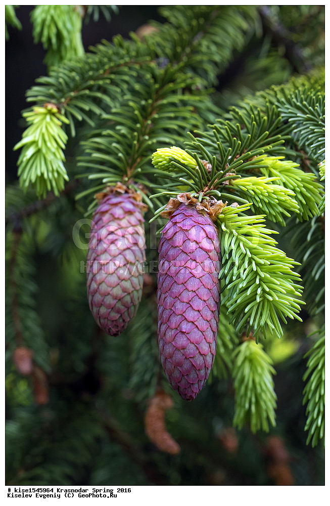 ���������, �����, 2016, ������������� ����, ������, �����, ����, �������, ������, �����, �����, �����, �����, �����, �������, ������, ������, ��������, 