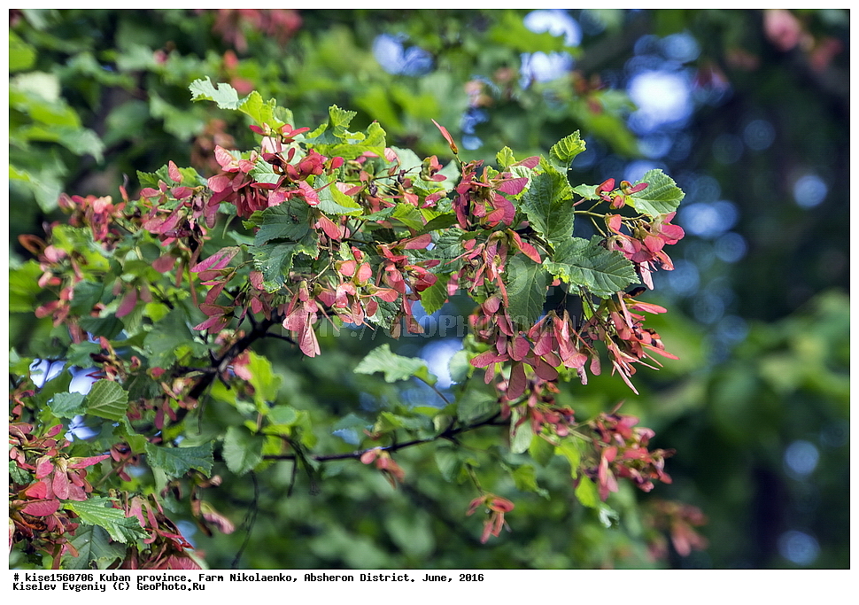 ������, ��������, �����, ����������, ����������� �����, ����, ����, ������, ������������� ����, ���, ��������, ���������, ������, �����, �����, ����, ������, ������, ����������, �����, ��������, ����, ������