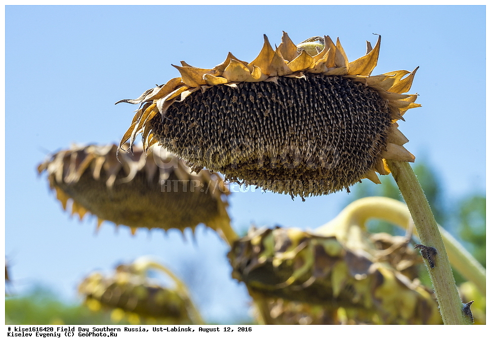 ���� ���� ���, ������, ����-�������, ������, ����, Matured head of sunflower seeds. Field Day Southern Russia, Ust-Labinsk, August 12, 2016