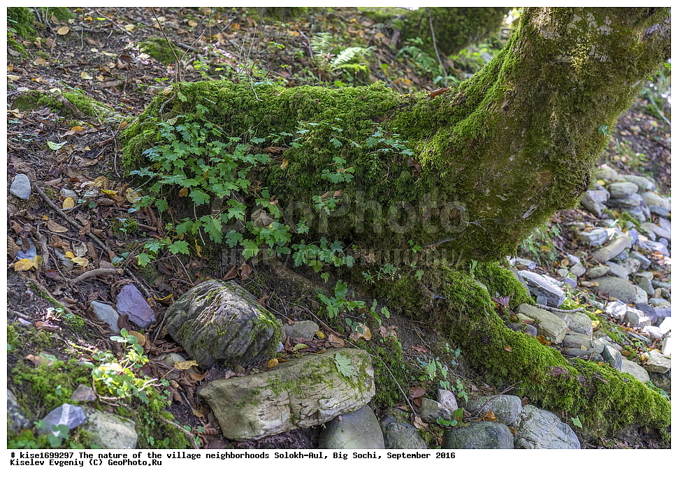 ������, �����������, �������, �����-���, ��������, ������, ������������� ����, ����, ����, �����, ����, �����, ������, �����, ���������, �������, ������, �������, ���, �����, �����, �����, ���, ������, ���, ��������, ������, ��������