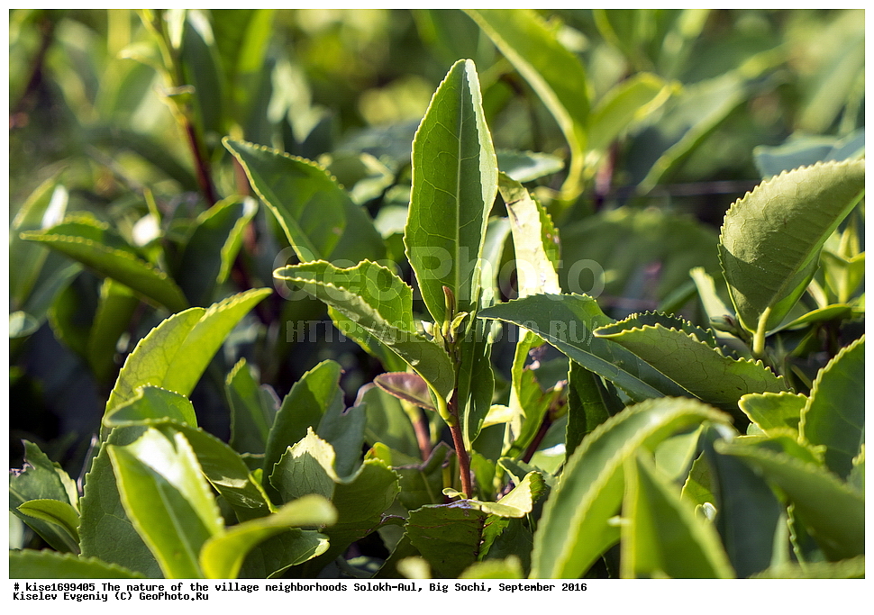 ������, �����������, �������, �����-���, ��������, ������, ������������� ����, ����, ����, �����, ��������, ���������, ���������, ���, �����, ����, �������, �����, ����������, ������