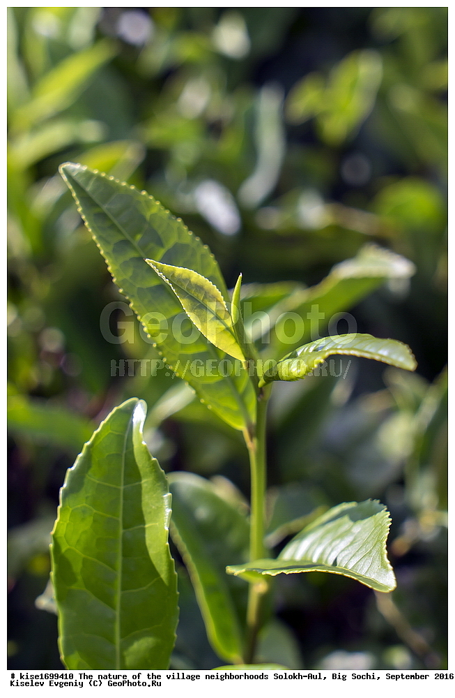 ������, �����������, �������, �����-���, ��������, ������, ������������� ����, ����, ����, �����, ��������, ���������, ���������, ���, �����, ����, �������, �����, ����������, ������