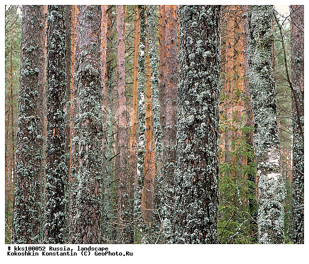 ������, ������� ���, ���� ������� ������:, ��������, ������