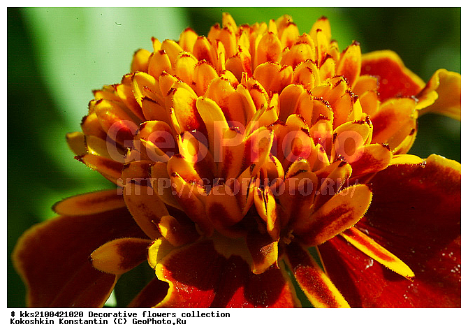 ������������, ��������, �����