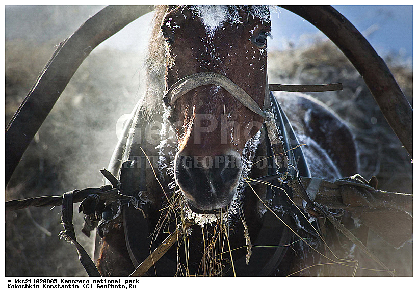 ���������, �����������, � �����, �������, ���������� �����������, �������, ����, ��������, ���������, ������, �����, ������������ ����, ������, ������� �����, ����, ����, ���������, ������, ��������, �����, �������, �����, ������, � �������, � �����, ����, �������, ������, ��������, ��������, �������������, �������������, �����, �����, XYZ, ���������, Equidae, �������� ������, Equus ferus caballus, ������, ��������, ��������, �������������, �������������, �����, �����, XYZ, ���������, Equidae, �������� ������, Equus ferus caballus