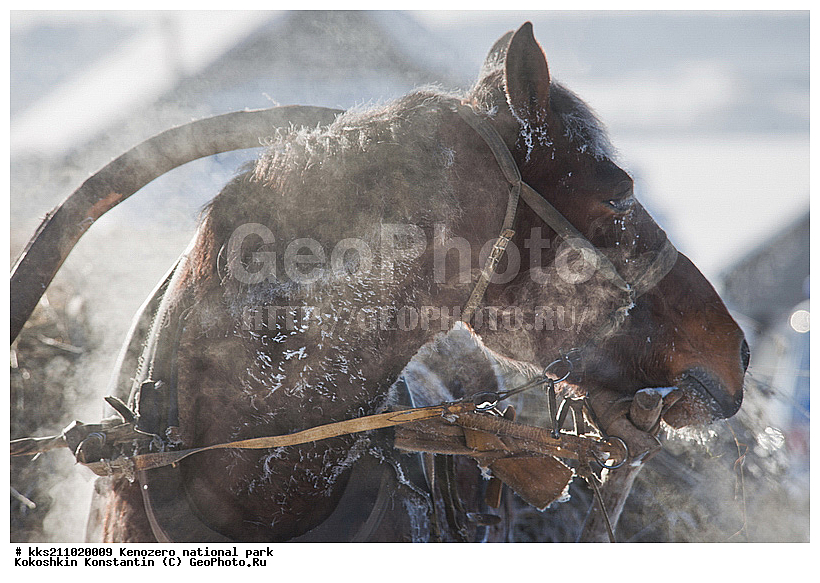 ���������, �����������, � �����, �������, ���������� �����������, �������, ����, ��������, ���������, ������, �����, ������������ ����, ������, ������� �����, ����, ����, ���������, ������, ��������, �����, �������, �����, ������, � �������, � �����, ����, �������, ������, ��������, ��������, �������������, �������������, �����, �����, XYZ, ���������, Equidae, �������� ������, Equus ferus caballus, ������, ��������, ��������, �������������, �������������, �����, �����, XYZ, ���������, Equidae, �������� ������, Equus ferus caballus