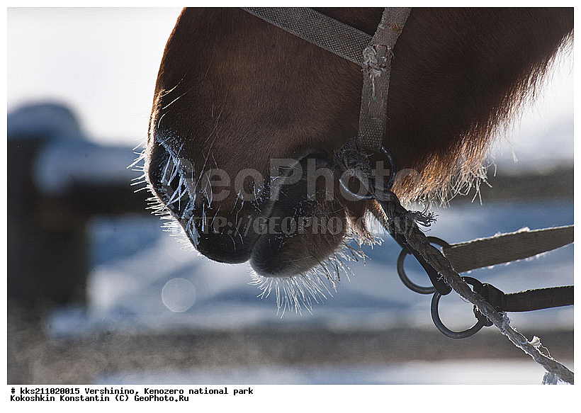 ���������, �����������, � �����, �������, ���������� �����������, �������, ����, ��������, ���������, ������, �����, ������������ ����, ������, ������� �����, ����, ����, ���������, ������, ��������, �����, �������, �����, ������, � �������, � �����, ����, �������, ������, ��������, ��������, �������������, �������������, �����, �����, XYZ, ���������, Equidae, �������� ������, Equus ferus caballus, ������, ��������, ��������, �������������, �������������, �����, �����, XYZ, ���������, Equidae, �������� ������, Equus ferus caballus