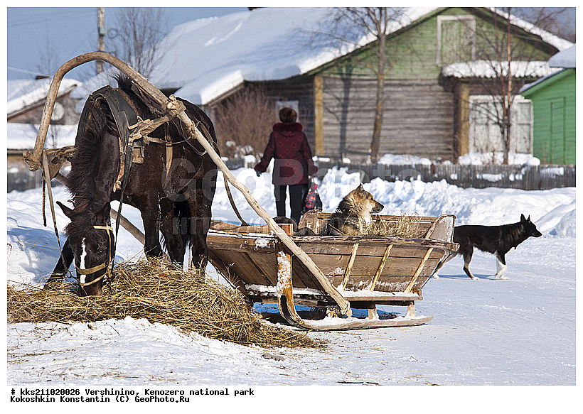 ���������, �����������, � �����, �������, ���������� �����������, �������, ����, ��������, ���������, ������, �����, ������������ ����, ������, ������� �����, ����, ����, ���������, ������, ��������, �����, �������, �����, ������, � �������, � �����, ����, �������, ������, ��������, ��������, �������������, �������������, �����, �����, XYZ, ���������, Equidae, �������� ������, Equus ferus caballus, ������, ��������, ��������, �������������, �������������, �����, �����, XYZ, ���������, Equidae, �������� ������, Equus ferus caballus