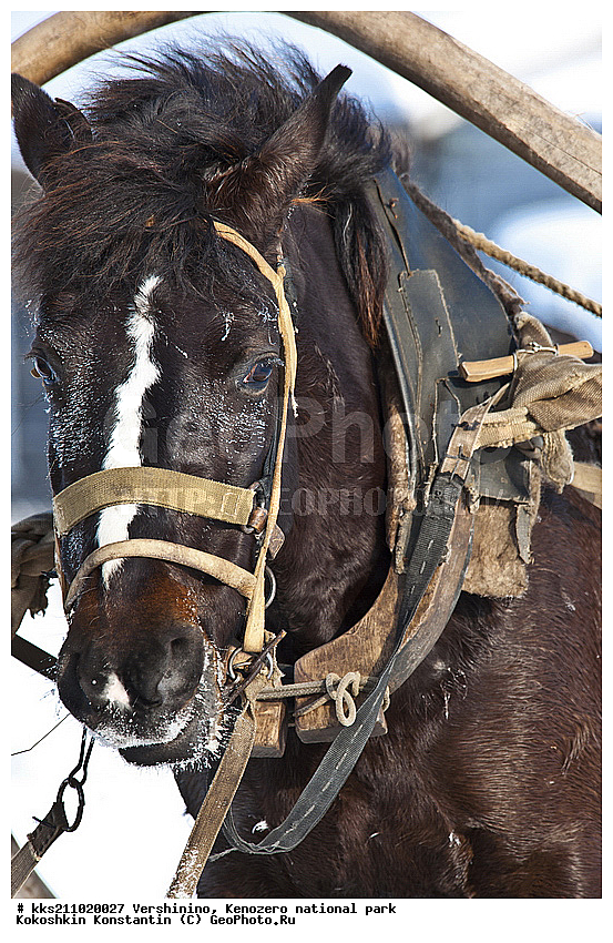 ���������, �����������, � �����, �������, ���������� �����������, �������, ����, ��������, ���������, ������, �����, ������������ ����, ������, ������� �����, ����, ����, ���������, ������, ��������, �����, �������, �����