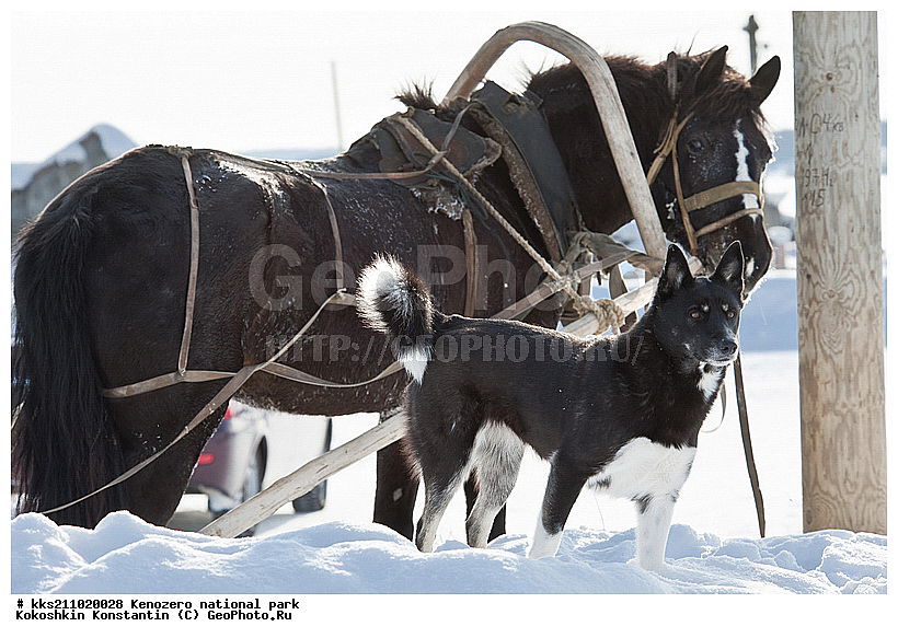 ���������, �����������, � �����, �������, ���������� �����������, �������, ����, ��������, ���������, ������, �����, ������������ ����, ������, ������� �����, ����, ����, ���������, ������, ��������, �����, �������, �����, ������, � �������, � �����, ����, �������, ������, ��������, ��������, �������������, �������������, �����, �����, XYZ, ���������, Equidae, �������� ������, Equus ferus caballus, ������, ��������, ��������, �������������, �������������, �����, �����, XYZ, ���������, Equidae, �������� ������, Equus ferus caballus