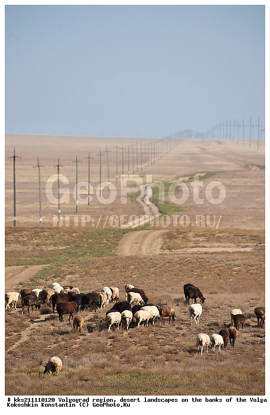 ������, ��������, ������������� �������, �����, ������, ����, �����, ����, �������� ���������, ��������������, ������, ������, ������������� �������, ������, ��������, ���, �������, ��������, ��������, �������������, �������������, �����, �����, XYZ, ���������, Bovidae, �������� ����, Ovis aries