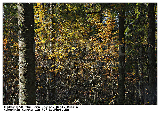 ����, ���������, ��������� �����, ������� �������, �����, ������, �����