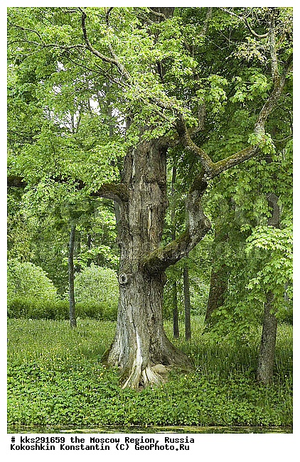 ���������� �������, ����, ����������, ������, ������� ����������, �����������, �������