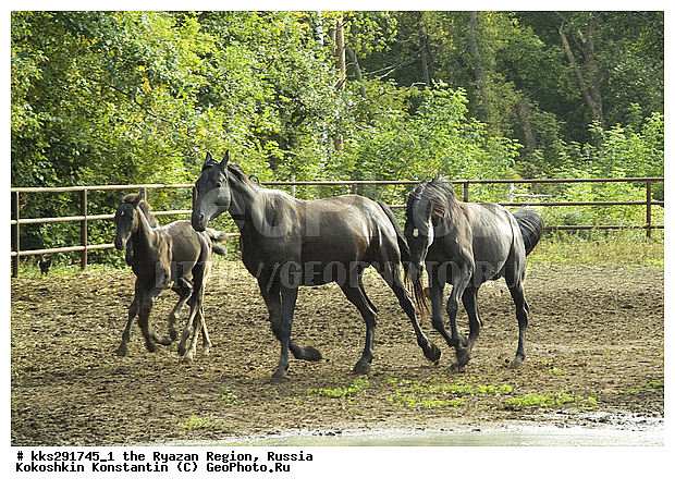 �������, �����, ������, ��������� �������, �����������, ������� �����������, �������, ����������, �����, ������, �������