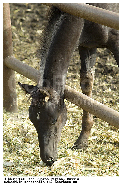 �������, �����, ������, ��������� �������, �����������, ������� �����������, �������, ����������, �����, ������, �������