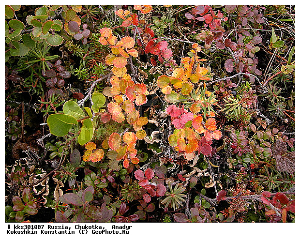 �������, ������, �������, ��������, ���� �������, ������� ������, ������ ��������, �����, ���������� ��������, ������������ ��������, ������������ ��������, XYZ, ����������, Ericaceae, ��������, Vaccinium vitis-idaea