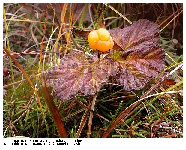 :, �������, ������, �������, ���� �������, �������, ������� ������, ������ ��������, �����, ���������� ��������, ������������ ��������, ������������ ��������, ����, �����, �����, �����, XYZ, ������������, �������, �����������, Rosaceae, �������, ������� �����������, ������� ������������, Rubus chamaemorus