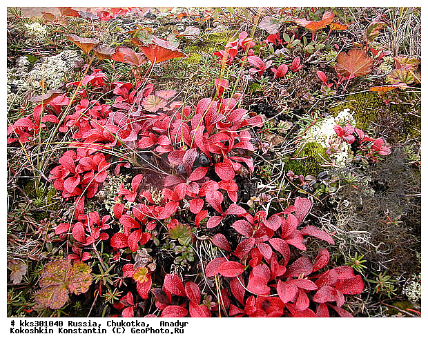 :, �������, ������, �������, ���� �������, ������� ������, �������