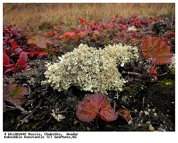 :, �������, ������, �������, ���� �������, ������� ������, �����