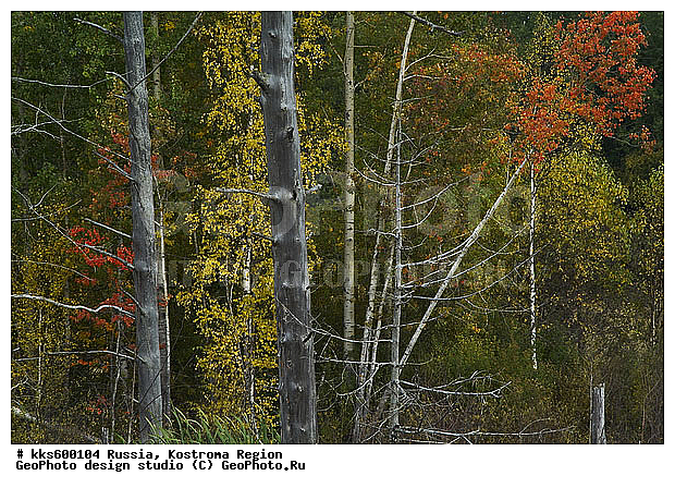 ������, ������ � ������������ ������, ����������� �������, ����, ����