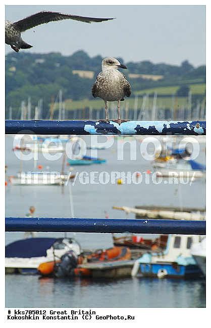 Fulthton, ������, ��������, ��������������, ������