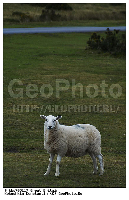 ������, ��������, ��������������, �������������� ��������, ������ ����, ����,����