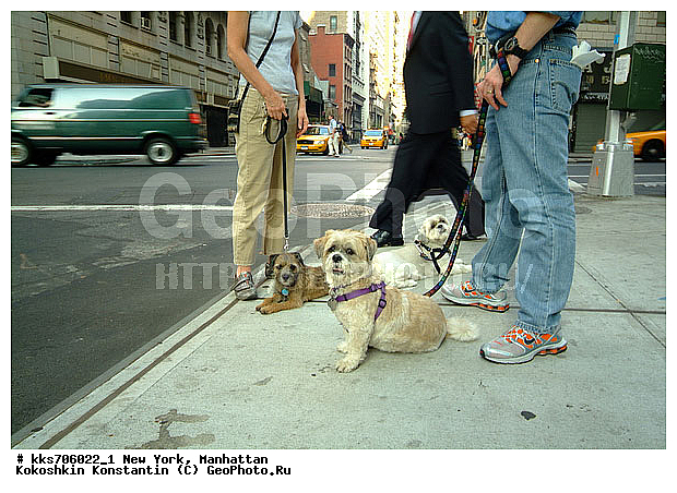 pet, pets, ���������, ���-����, ��� ����, ������, �������� ������ �� ������ ����������, ��������, ����, ������