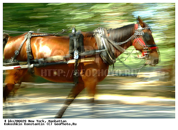 Central Park, ���������, ���-����, ��� ����, ������� ����, � ��������, ������, ������, ������, ������ � ��������, ��������, ��������, �������������, �������������, �����, �����, XYZ, ���������, Equidae, �������� ������, Equus ferus caballus