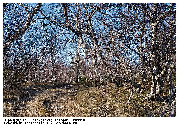 ������ �����, ������, ���������