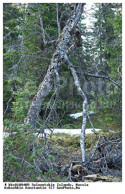 ������ �����, ������, ���������