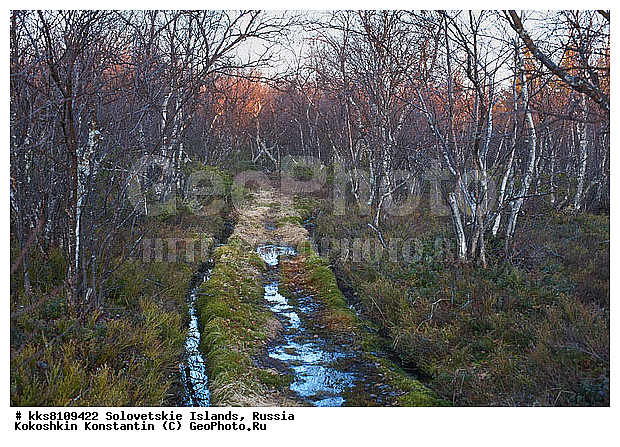 ������ �����, ������, ���������