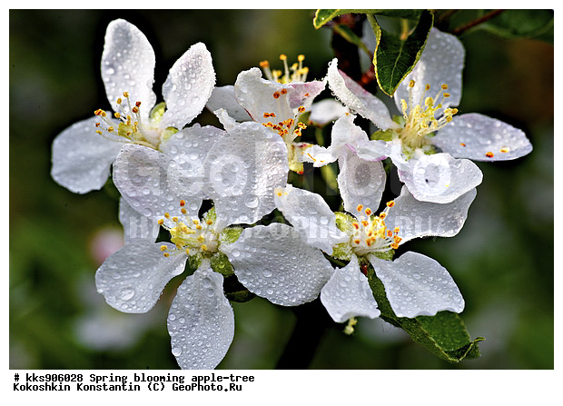 �����, � �����, �������, ���, ���������, ������, ��������, ������