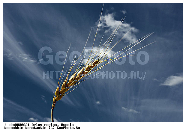 ���������, �����, ��������, ��������, ������, �����, �������, �������, ����, ������� ����, ������, ��������, ������