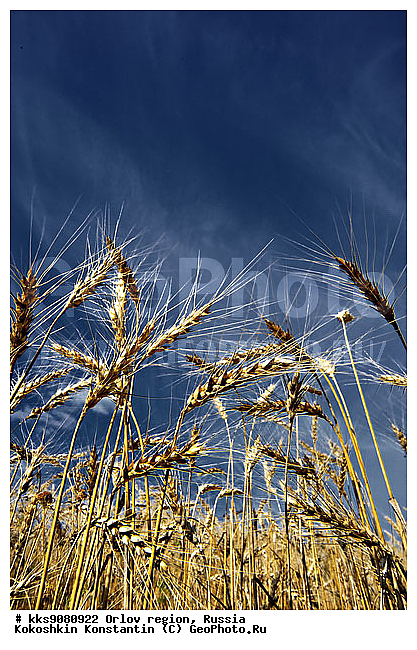 ���������, �����, ��������, ��������, ������, �����, �������, �������, ����, ������� ����, ������, ��������, ������