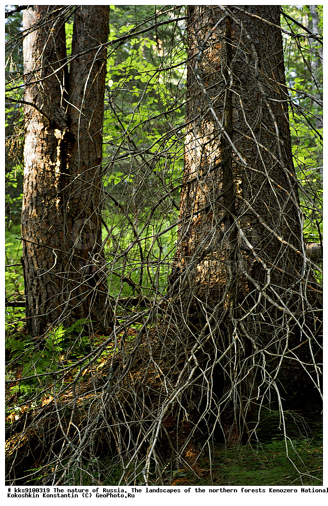  ����������� ������������  ����, ����� ����������, ���� 2009, ���, �����, �������� ���, ������� ���, ������, �������