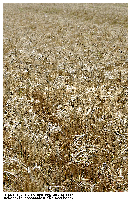 �������� ����, ��������� �������, �����, ��������, �����, ��������, ������� ����, ������, ������