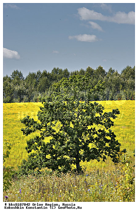 ������, ���������, ����, �������