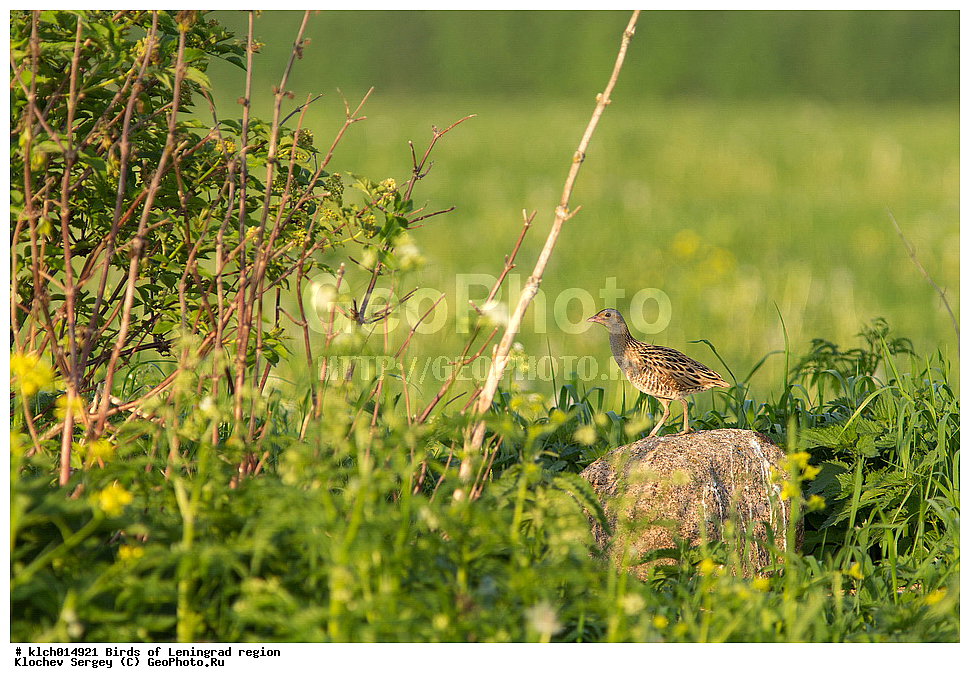  ��������, ��������, �����, �����, ��������, ����������� XYZ, ������������� �������, �����������, Rallidae, ���������, ������, Crex crex