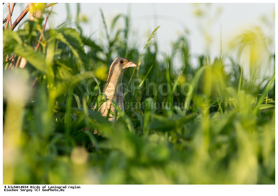  ��������, ��������, �����, �����, ��������, ����������� XYZ, ������������� �������, �����������, Rallidae, ���������, ������, Crex crex